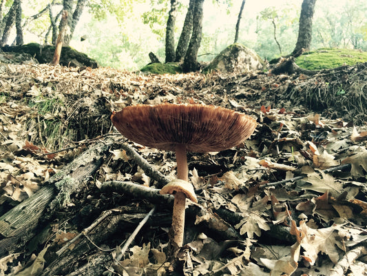 Mushrooms - supplements vs. hand picked