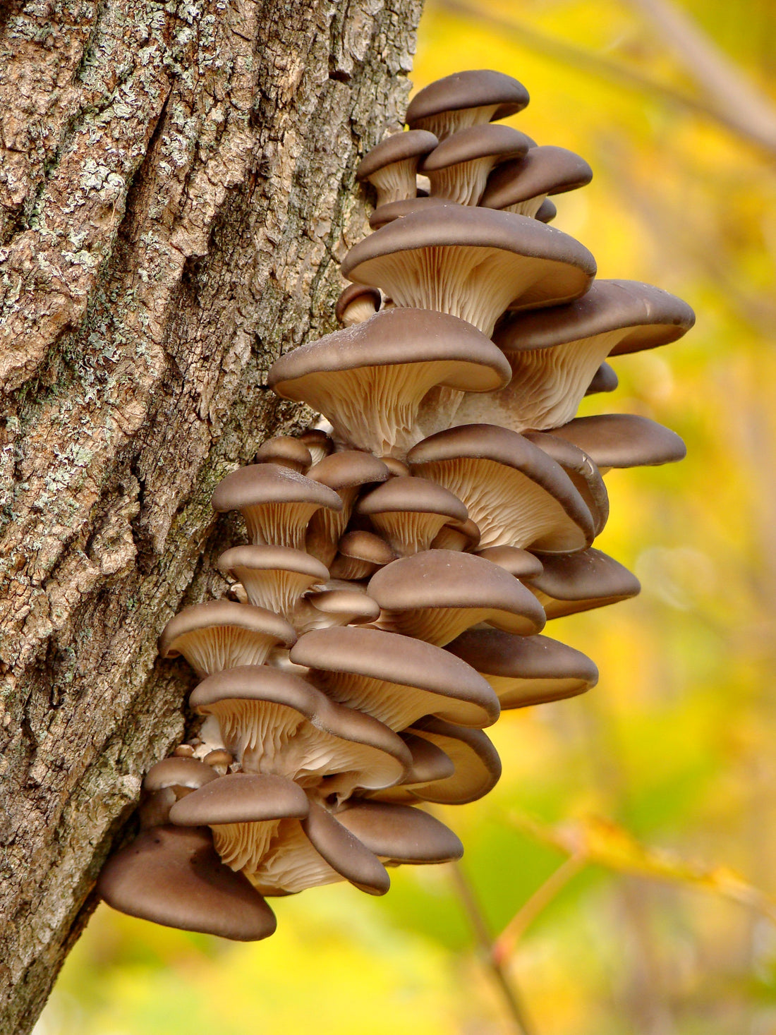 Benefits of Lion's Mane Mushrooms